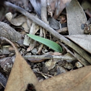 Fire and Orchids ACT Citizen Science Project at Point 3852 - 13 Apr 2021