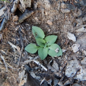 Fire and Orchids ACT Citizen Science Project at Point 4372 - 16 May 2016