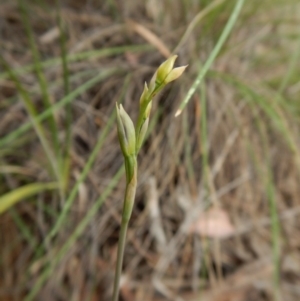 Fire and Orchids ACT Citizen Science Project at Point 3852 - 22 Oct 2015