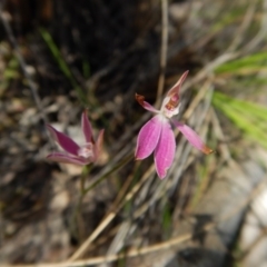 Fire and Orchids ACT Citizen Science Project at Point 49 - 5 Nov 2016