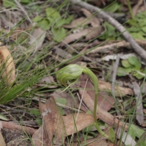 Fire and Orchids ACT Citizen Science Project at Point 5204 - 7 Oct 2016