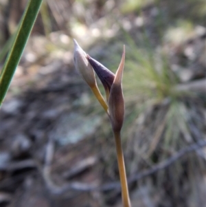 Fire and Orchids ACT Citizen Science Project at Point 4081 - 2 Oct 2017