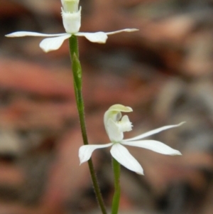 Fire and Orchids ACT Citizen Science Project at Point 3131 - 17 Oct 2015