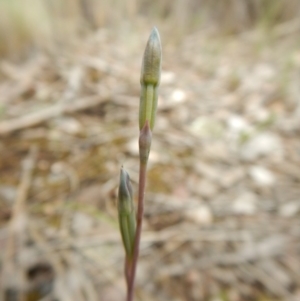 Fire and Orchids ACT Citizen Science Project at Point 3852 - 22 Oct 2015