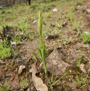 Fire and Orchids ACT Citizen Science Project at Point 3852 - 15 Oct 2016