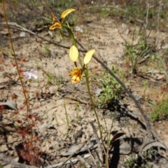 Fire and Orchids ACT Citizen Science Project at Point 3852 - 15 Oct 2016