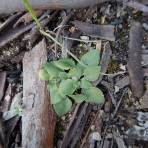 Fire and Orchids ACT Citizen Science Project at Point 4372 - 24 Sep 2016