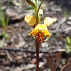 Fire and Orchids ACT Citizen Science Project at Point 5827 - 6 Oct 2016