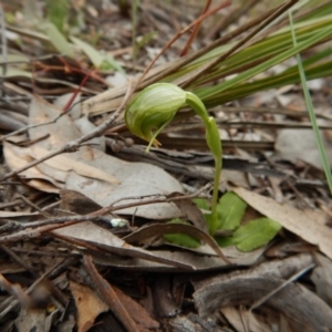 Fire and Orchids ACT Citizen Science Project at Point 4081 - 7 Oct 2016