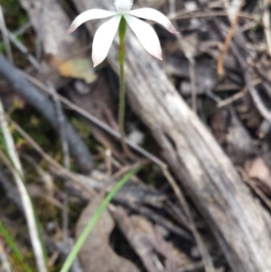 Fire and Orchids ACT Citizen Science Project at Point 5821 - 10 Oct 2015