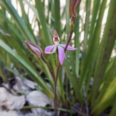 Fire and Orchids ACT Citizen Science Project at Point 4372 - 2 Oct 2016