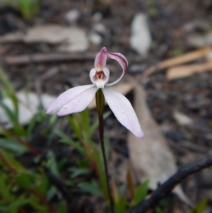 Fire and Orchids ACT Citizen Science Project at Point 3852 - 1 Nov 2016