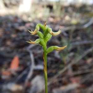 Fire and Orchids ACT Citizen Science Project at Point 49 - 12 Mar 2016