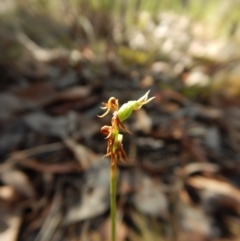 Fire and Orchids ACT Citizen Science Project at Point 49 - 12 Mar 2016