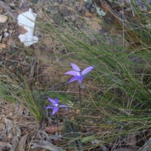 Fire and Orchids ACT Citizen Science Project at Point 5154 - 13 Oct 2016