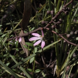 Fire and Orchids ACT Citizen Science Project at Point 4465 - 24 Sep 2016