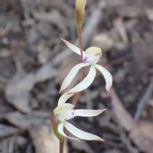 Fire and Orchids ACT Citizen Science Project at Point 5827 - 6 Oct 2016