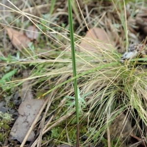 Fire and Orchids ACT Citizen Science Project at Point 4081 - 13 Mar 2021