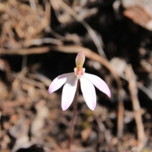 Fire and Orchids ACT Citizen Science Project at Point 5154 - 28 Sep 2016