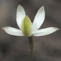 Fire and Orchids ACT Citizen Science Project at Point 5805 - 23 Oct 2021