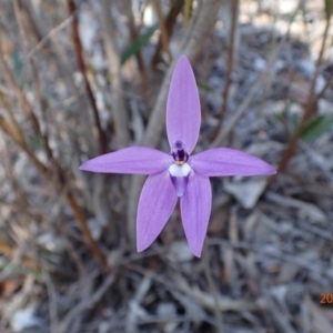 Fire and Orchids ACT Citizen Science Project at Point 5827 - 12 Oct 2015