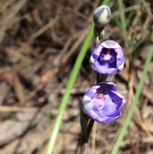 Fire and Orchids ACT Citizen Science Project at Point 4010 - 25 Oct 2015