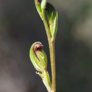 Fire and Orchids ACT Citizen Science Project at Point 5805 - 13 Feb 2016