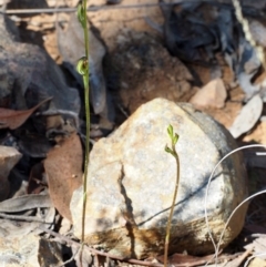 Fire and Orchids ACT Citizen Science Project at Point 5805 - 13 Feb 2016