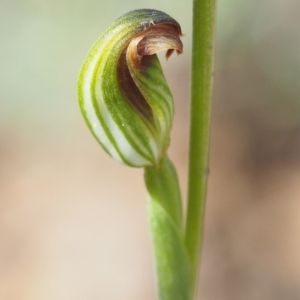 Fire and Orchids ACT Citizen Science Project at Point 5805 - 13 Feb 2016