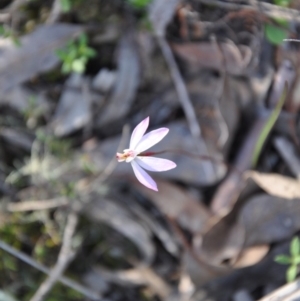 Fire and Orchids ACT Citizen Science Project at Point 4010 - 25 Sep 2016