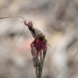 Fire and Orchids ACT Citizen Science Project at Point 85 - 6 Nov 2016