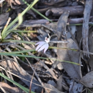 Fire and Orchids ACT Citizen Science Project at Point 4010 - 25 Sep 2016