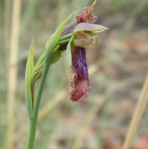 Fire and Orchids ACT Citizen Science Project at Point 5830 - 18 Oct 2015