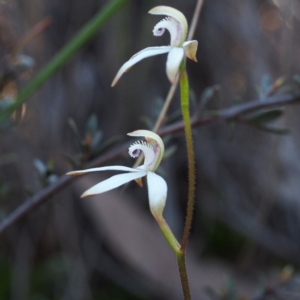 Fire and Orchids ACT Citizen Science Project at Point 5805 - 2 Oct 2016