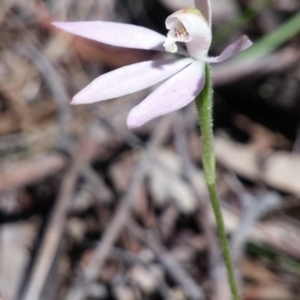 Fire and Orchids ACT Citizen Science Project at Point 3131 - 3 Nov 2016