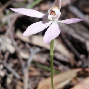 Fire and Orchids ACT Citizen Science Project at Point 3131 - 3 Nov 2016