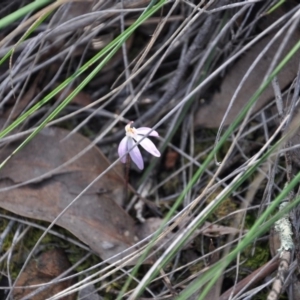 Fire and Orchids ACT Citizen Science Project at Point 4010 - 25 Sep 2016