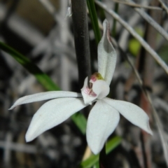 Fire and Orchids ACT Citizen Science Project at Point 3131 - 14 Oct 2016