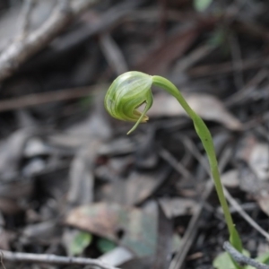 Fire and Orchids ACT Citizen Science Project at Point 4465 - 24 Sep 2016