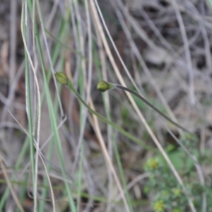 Fire and Orchids ACT Citizen Science Project at Point 4010 - 25 Sep 2016