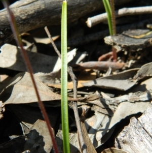 Fire and Orchids ACT Citizen Science Project at Point 3131 - 14 Oct 2016