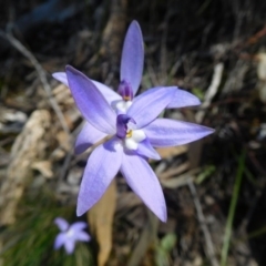 Fire and Orchids ACT Citizen Science Project at Point 5821 - 15 Oct 2016