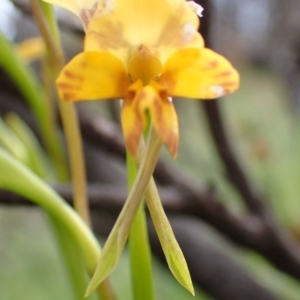 Fire and Orchids ACT Citizen Science Project at Point 5826 - 7 Oct 2016