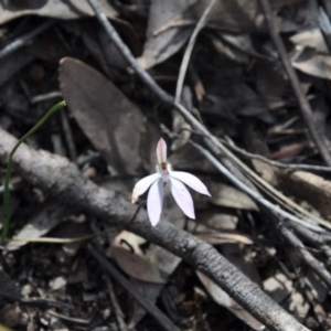 Fire and Orchids ACT Citizen Science Project at Point 4010 - 25 Sep 2016