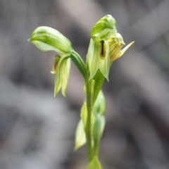 Fire and Orchids ACT Citizen Science Project at Point 5821 - 22 Sep 2019