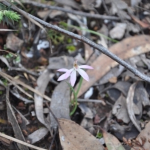 Fire and Orchids ACT Citizen Science Project at Point 4010 - 25 Sep 2016