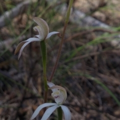 Fire and Orchids ACT Citizen Science Project at Point 5830 - 3 Nov 2016