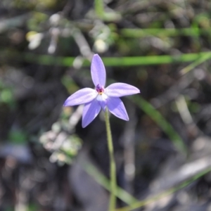 Fire and Orchids ACT Citizen Science Project at Point 4010 - 25 Sep 2016