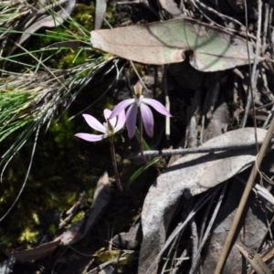 Fire and Orchids ACT Citizen Science Project at Point 4010 - 25 Sep 2016