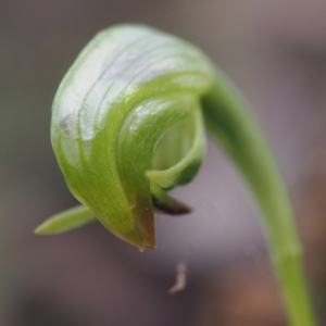 Fire and Orchids ACT Citizen Science Project at Point 5821 - 7 Sep 2017